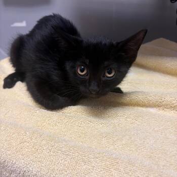 Mia -  Domestic Short Hair Cat for Adoption in Webster, Texas - Mia | PetCurious