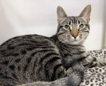 Domestic Short Hair Cats Available for Adoption - Goose | PetCurious