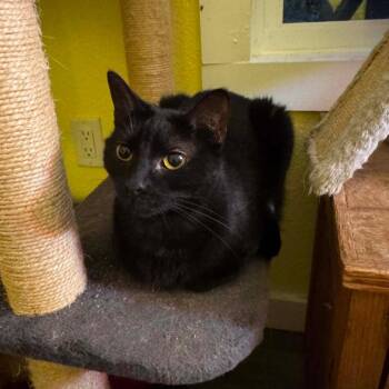 Lucy (cat room) -  Domestic Short Hair Cat for Adoption in San Antonio, Texas - Lucy (cat Room) | PetCurious