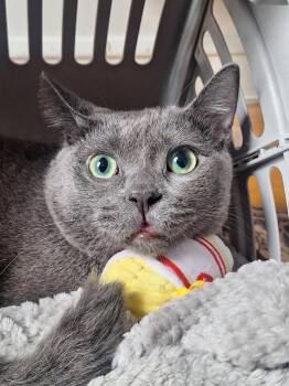 Ivory Grey -  Domestic Short Hair Cat for Adoption in Chicago, Illinois - Ivory Grey | PetCurious