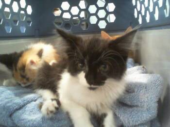 A1269091 -  Domestic Medium Hair Cat for Adoption in Charlotte, North Carolina - A1269091 | PetCurious