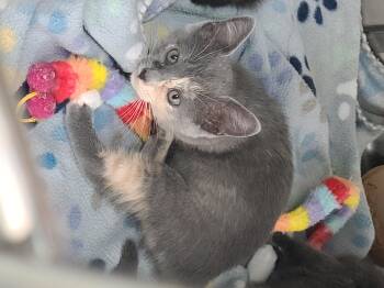 Rescue Domestic Short Hair Cats for Adoption in Russellville, Kentucky - Aretha | PetCurious