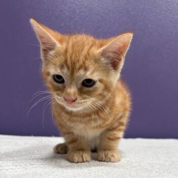 Porky -  Domestic Short Hair Cat for Adoption in Englewood, Florida - Porky | PetCurious