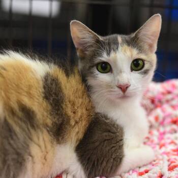 Eggnog -  Domestic Short Hair Cat for Adoption in Idaho Falls, Idaho - Eggnog | PetCurious