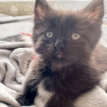 Janet* -  Domestic Medium Hair Cat for Adoption in San Gabriel, California - Janet* | PetCurious