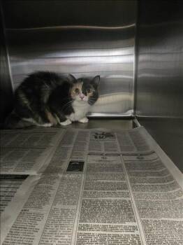 Domestic Medium Hair Cats Available for Adoption in Houston, Texas - PEACHES | PetCurious