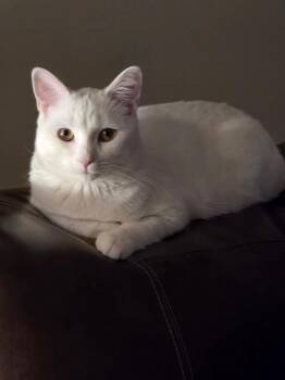 Angel -  Domestic Short Hair Cat for Adoption in Walnutport, Pennsylvania - Angel | PetCurious