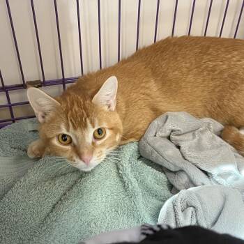 Banjo -  Domestic Short Hair Cat for Adoption in Bedford, New Hampshire - Banjo | PetCurious