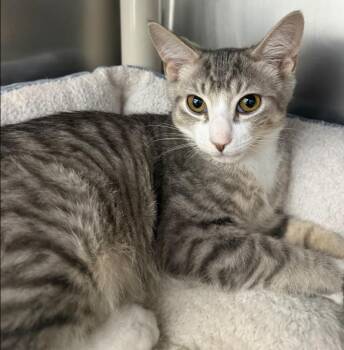 Tiger Cats Available for Adoption in Hornell, New York - Memphis | PetCurious