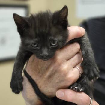 Dan -  Domestic Short Hair Cat for Adoption in Wickenburg, Arizona - Dan | PetCurious
