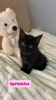 Sprinkles -  Domestic Long Hair Cat for Adoption in Crown Point, Indiana - Sprinkles | PetCurious