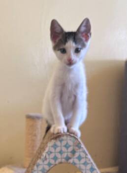 Froyo -  Domestic Short Hair Cat for Adoption in Bloomington, Indiana - Froyo | PetCurious