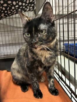 Tortoiseshell Cats Available for Adoption in Marble Falls, Texas - Momma Tort | PetCurious