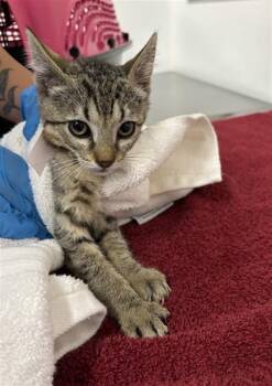 A884842 -  Domestic Short Hair Cat for Adoption in Camarillo, California - A884842 | PetCurious
