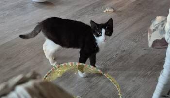 Zephyr -  Domestic Short Hair Cat for Adoption in South Bend, Indiana - Zephyr | PetCurious