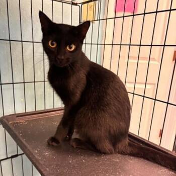 Candy Dandy -  Domestic Short Hair Cat for Adoption in Fredericksburg, Virginia - Candy Dandy | PetCurious
