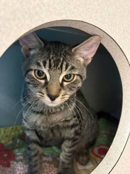 Rescue Domestic Short Hair Cats for Adoption in Morristown, New Jersey - Carousel | PetCurious
