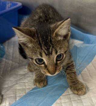 Rescue Domestic Short Hair Cats for Adoption in Newburgh, New York - Tikki | PetCurious