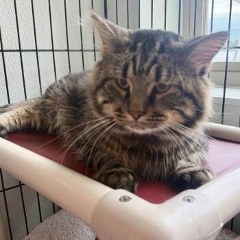 Chuck -  Domestic Long Hair Cat for Adoption in Canton, Illinois - Chuck | PetCurious