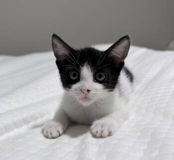 Cleo -  Domestic Short Hair Cat for Adoption in Reno, Nevada - Cleo | PetCurious