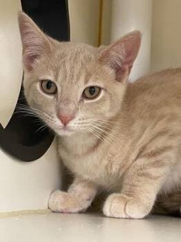 Hoop -  Domestic Short Hair Cat for Adoption in Bellevue, Washington - Hoop | PetCurious