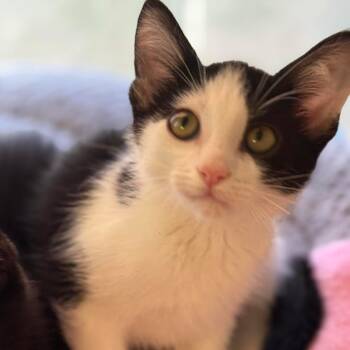 Rescue Domestic Long Hair Cats for Adoption in Garfield, Arkansas - Arugula | PetCurious