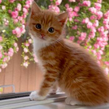 Domestic Short Hair Cats Available for Adoption in Birmingham, Alabama - Libra | PetCurious