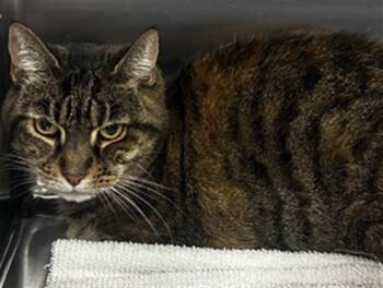 THING THING -  Domestic Short Hair Cat for Adoption - THING THING | PetCurious