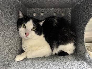 Domestic Short Hair Cats Available for Adoption in Pueblo, Colorado - MR. TUXEDO IN THE BARN | PetCurious