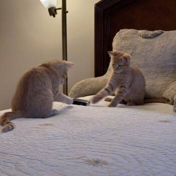 GOB Bluth -  Domestic Short Hair Cat for Adoption in Fishers, Indiana - GOB Bluth | PetCurious
