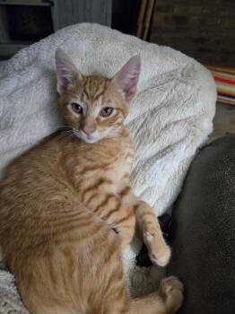 Domestic Short Hair Cats Available for Adoption in Dallas, Texas - Slim 0133 | PetCurious