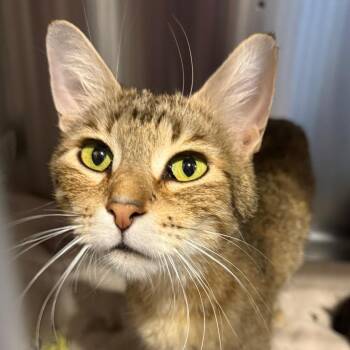 Weather -  Domestic Short Hair Cat for Adoption in Tucson, Arizona - Weather | PetCurious