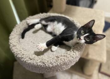 Attalia -  Tuxedo and Domestic Short Hair Cat for Adoption in Oxford, Mississippi - Attalia | PetCurious