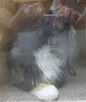 A477961 -  Domestic Long Hair Cat for Adoption in Oklahoma City, Oklahoma - A477961 | PetCurious