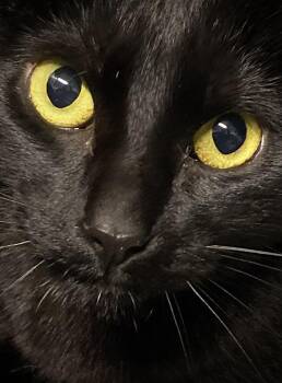 Domestic Short Hair Cats Available for Adoption - Nelly W/ Marnie | PetCurious