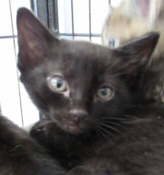 Rescue Domestic Short Hair Cats for Adoption in West Memphis, Arkansas - Jorge | PetCurious