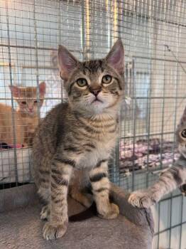 Stinger -  Domestic Short Hair Cat for Adoption in Mcpherson, Kansas - Stinger | PetCurious