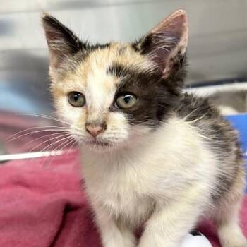 Enoki -  Domestic Short Hair Cat for Adoption in Lansing, Michigan - Enoki | PetCurious