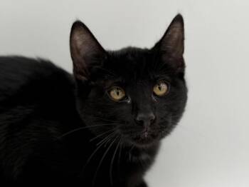 Brady -  Domestic Short Hair Cat for Adoption in Portland, Oregon - Brady | PetCurious