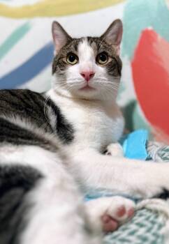 Domestic Short Hair Cats Available for Adoption - Bubbles | PetCurious