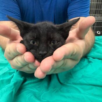 Lobster -  Domestic Short Hair Cat for Adoption in Port Charlotte, Florida - Lobster | PetCurious