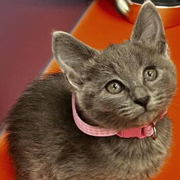 Domestic Short Hair Cats Available for Adoption in Tulsa, Oklahoma - Lil Fuzzy | PetCurious