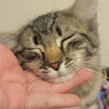 Cello -  Domestic Medium Hair Cat for Adoption in Milan, Illinois - Cello | PetCurious