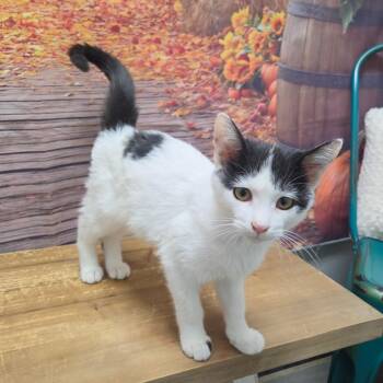 Genji -  Domestic Short Hair Cat for Adoption in Normal, Illinois - Genji | PetCurious
