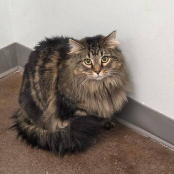 Tornado -  Domestic Long Hair Cat for Adoption in Chattanooga, Tennessee - Tornado | PetCurious