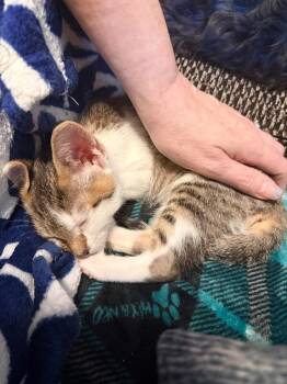 Baby Yoda - Star Wars Litter -  Tabby Cat for Adoption in Anthem, Arizona - Baby Yoda - Star Wars Litter | PetCurious