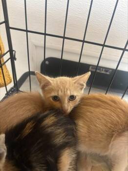SAM -  Domestic Short Hair Cat for Adoption in Fort Lauderdale, Florida - SAM | PetCurious