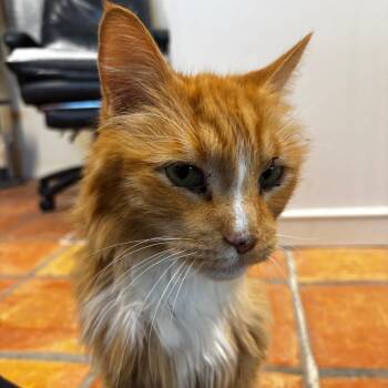Gismo -  Domestic Long Hair Cat for Adoption in Desert Hot Springs, California - Gismo | PetCurious
