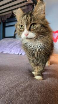 Domestic Long Hair Cats Available for Adoption - Amelia Pond | PetCurious