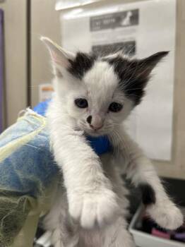 BEEP BOP -  Domestic Short Hair Cat for Adoption in Las Vegas, Nevada - BEEP BOP | PetCurious